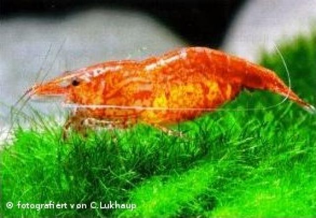 Red Fire Garnele - Neocaridina heteropoda var. red | tieranzeigen.net