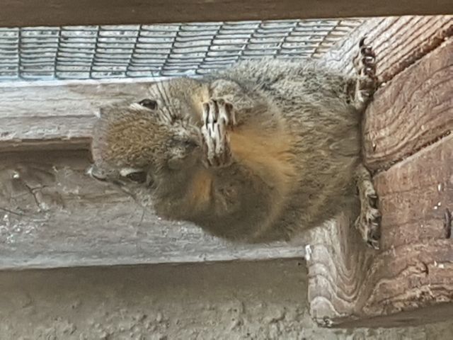 Baumstreifenhörnchen | tieranzeigen.net