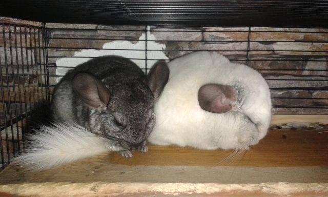 Chinchillas mit Zubehör in liebevolle Hände abzugeben | tieranzeigen.net