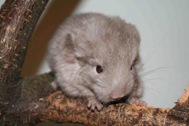 Süße Chinchilla suchen ein neues Zuhause | tieranzeigen.net