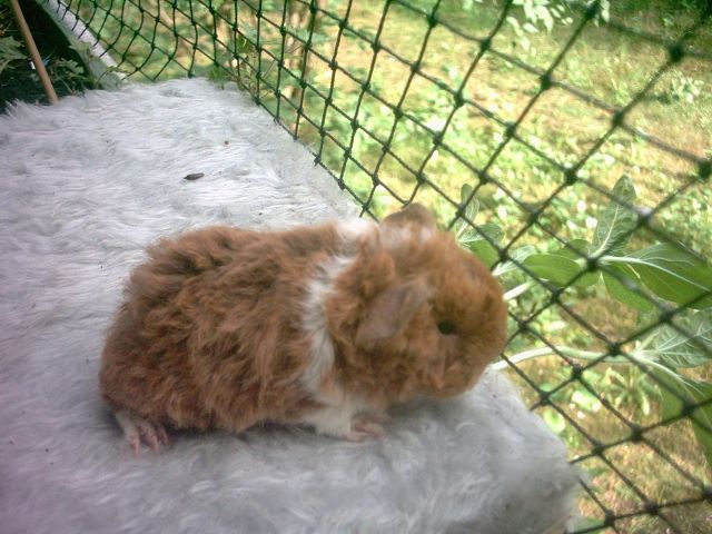 Meerschweinchen Kleintiere In Spandau Berlin