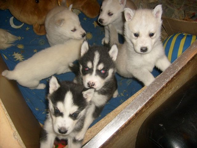 Süße HuskyMischlingswelpen in liebevolle Hände abzugeben