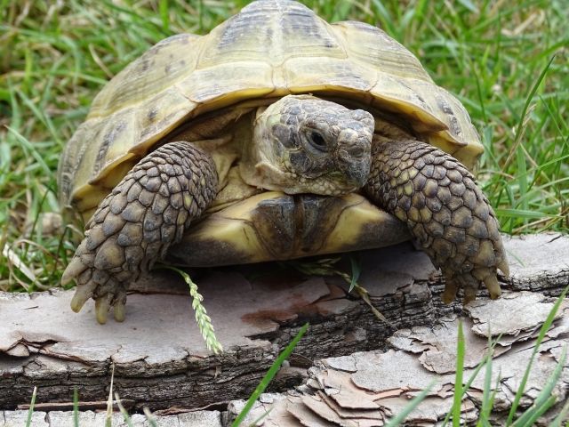 Vierzehenschildkröte Testudo horsfieldii weiblich | tieranzeigen.net