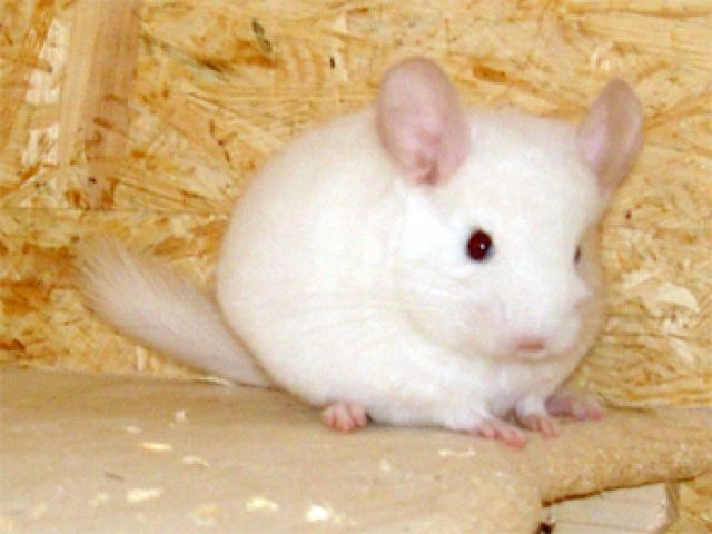 Chinchilla versch. Farben Nähe Koblenz | tieranzeigen.net