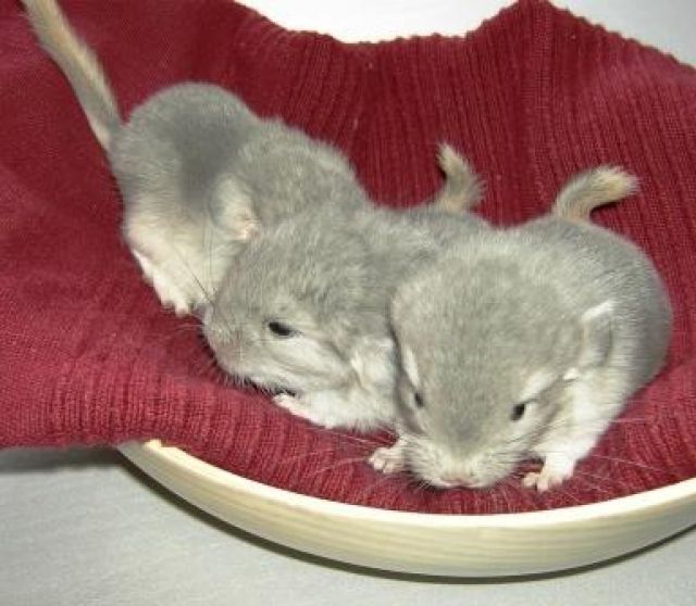 Süße Chinchilla Babies | tieranzeigen.net