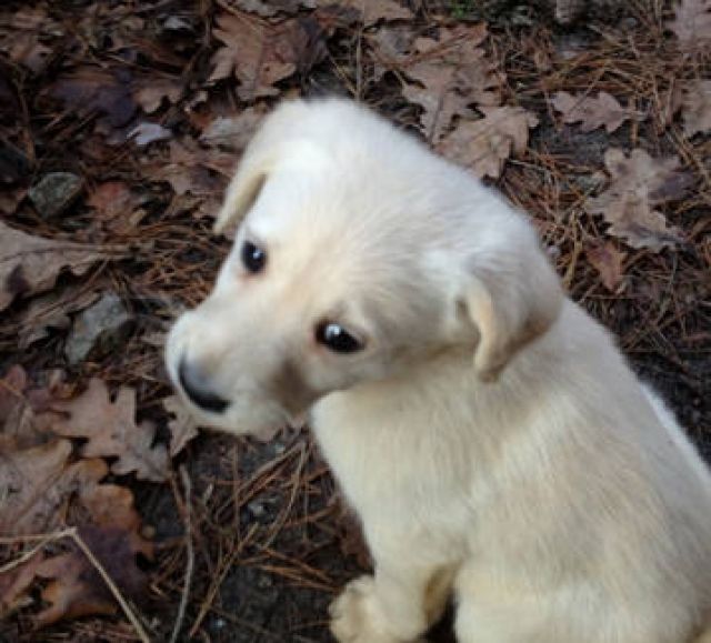 Doodle Welpen Weisse Labradoodle Top Familienhunde Zu Vergeben Tieranzeigen Net