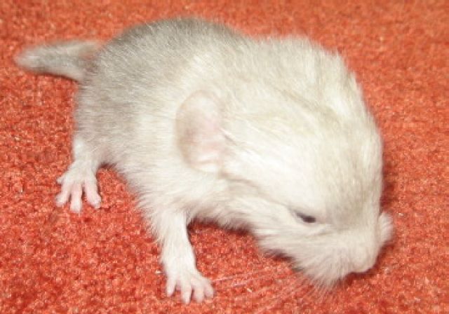 Chinchilla Babys in Nürnberg – Verschiedene Farben | tieranzeigen.net