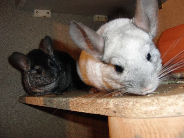 3 süße Chinchillas mit großem Käfig suchen ein neues zu Hause