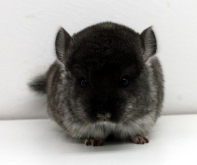 Chinchillas - Jungtiere suchen ein Zuhause | tieranzeigen.net