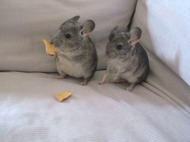 2 Chinchilla-Babies | tieranzeigen.net