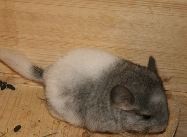 Chinchilla Jungtiere suchen DICH !!! | tieranzeigen.net