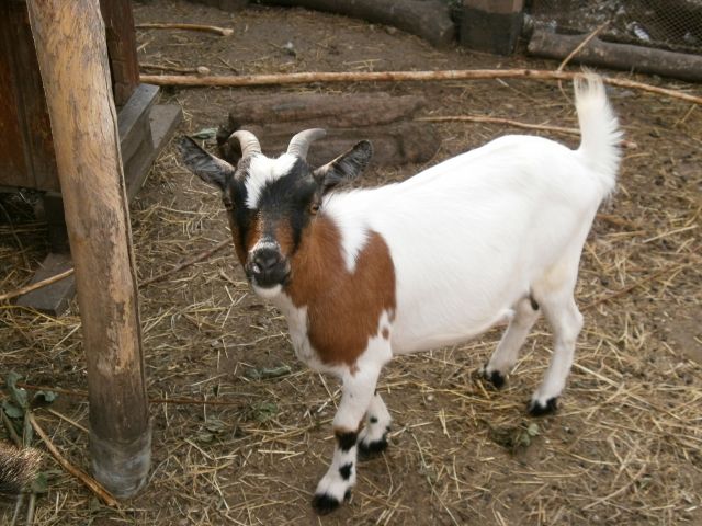 Zu verkaufen: Afrikanische Zwergziege ♀ | tieranzeigen.net