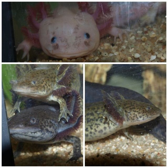 VERKAUFE AXOLOTL | tieranzeigen.net