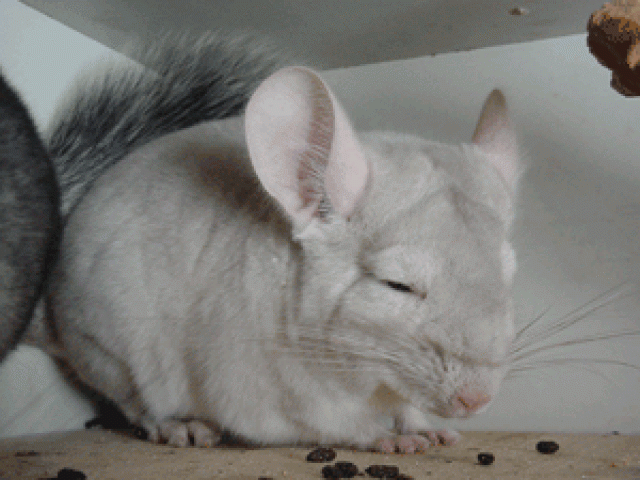 Chinchillas abzugeben | tieranzeigen.net