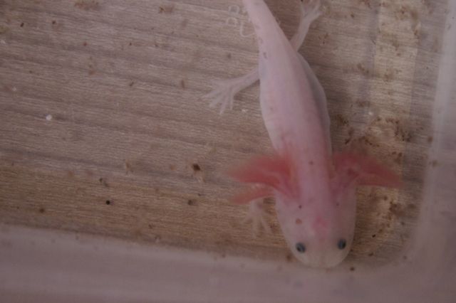 Axolotl Wildling Weissling Albino | tieranzeigen.net