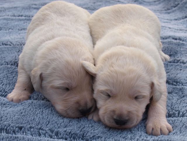 Doodle Welpen Weiss Helle Labradoodle Welpen Suchen Ein Neues Zu Hause Tieranzeigen Net