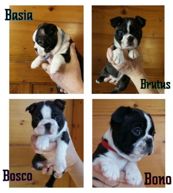 Boston Terrier Welpen | tieranzeigen.net