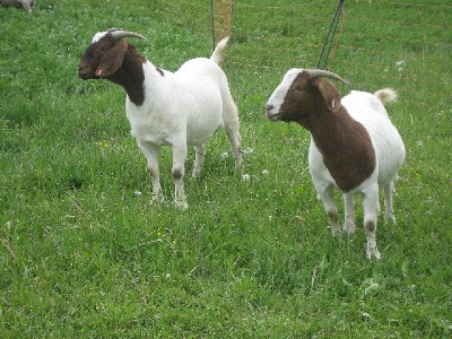 Burenziegen Herdbuch cae-saniert zu verkaufen www.burenzucht-winter.com