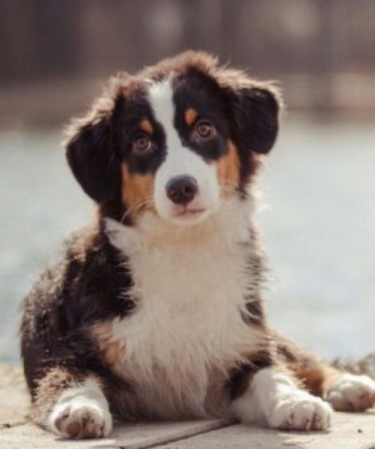 Australian Shepherd Hündin 5Monate alt black tri ...