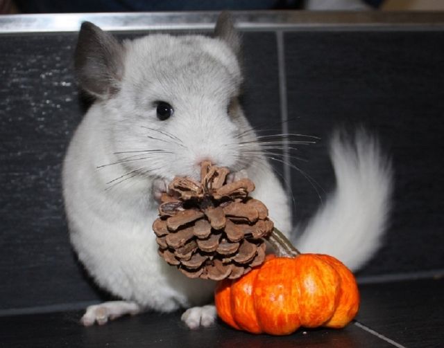 Chinchilla - viele Farben zur Auswahl | tieranzeigen.net