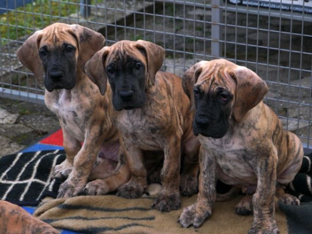 Deutsche DoggenWelpen in Gelbgestromt