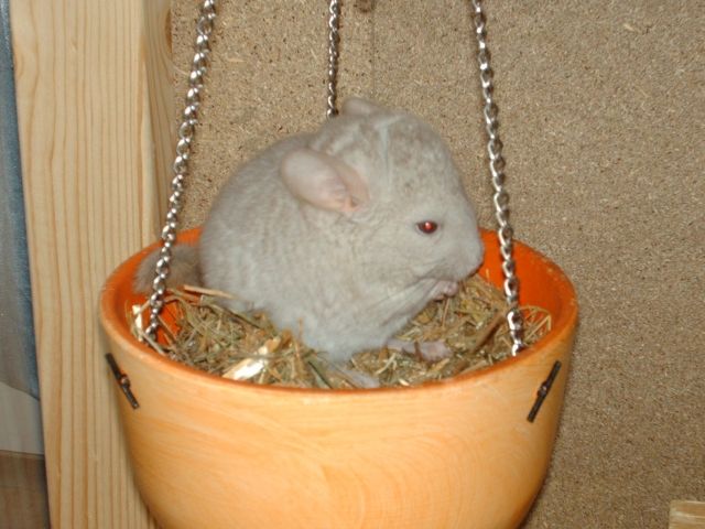 Chinchilla Babys suchen ein neues Zuhause | tieranzeigen.net