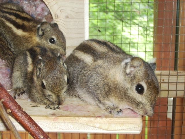 Nagetiere Allgemein Kleinanzeigen | Nagetiere Allgemein Annoncen