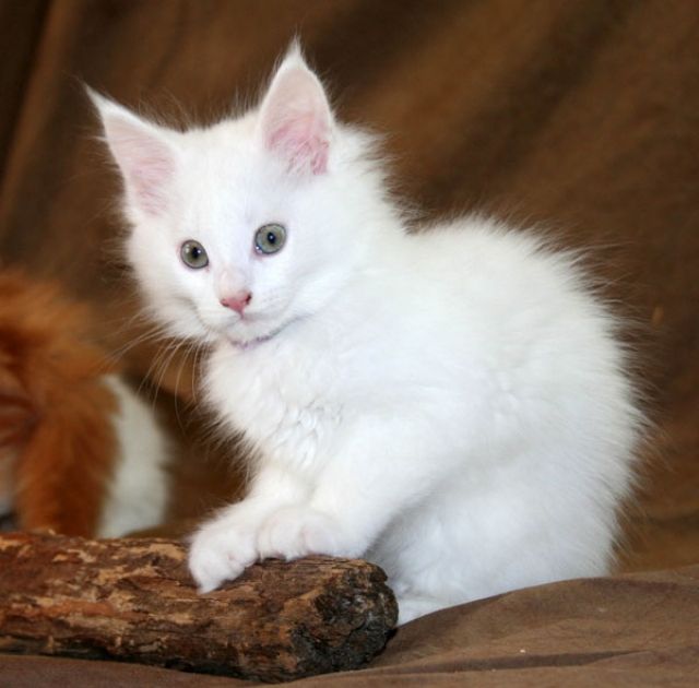 Maine Coon Katzenkinder in WEISS mit Stammbaum